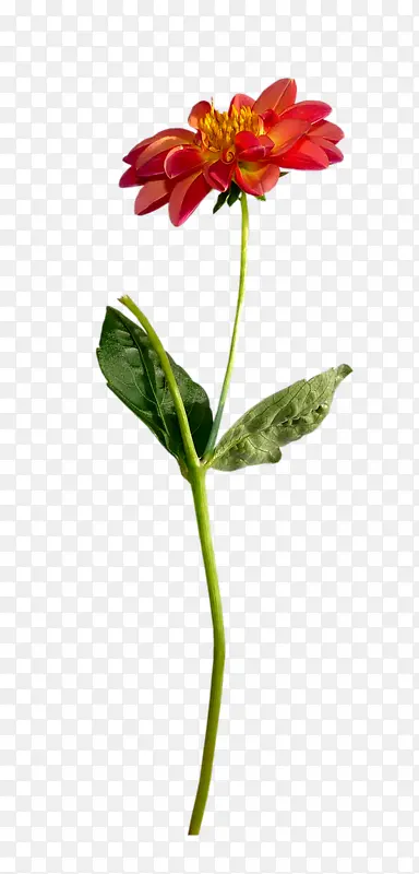 ��仨���ֻ滨���ز�-������