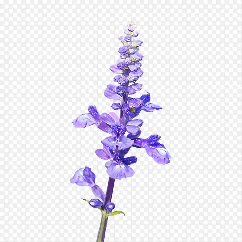 ޹�²�Ҷ��-������