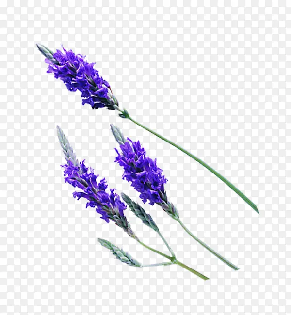 ����Ψ��޹�²�-������