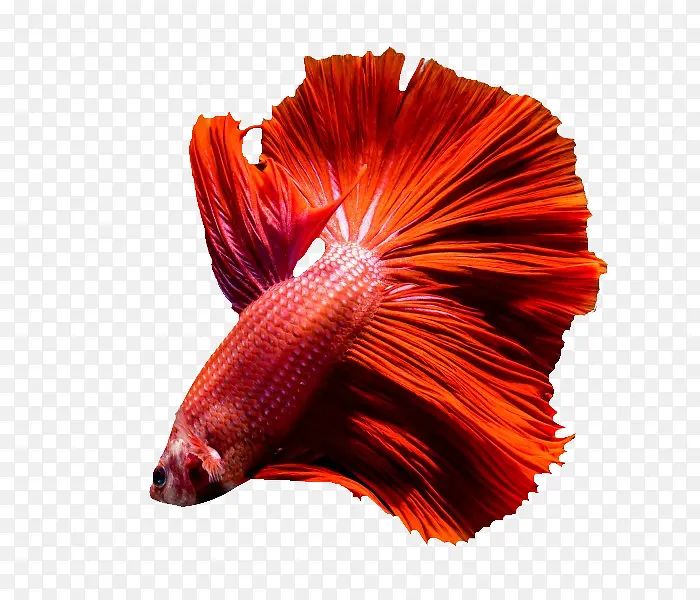 ��ɫ����-������