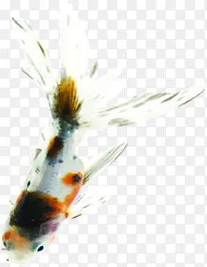 ���������βΨ��-������