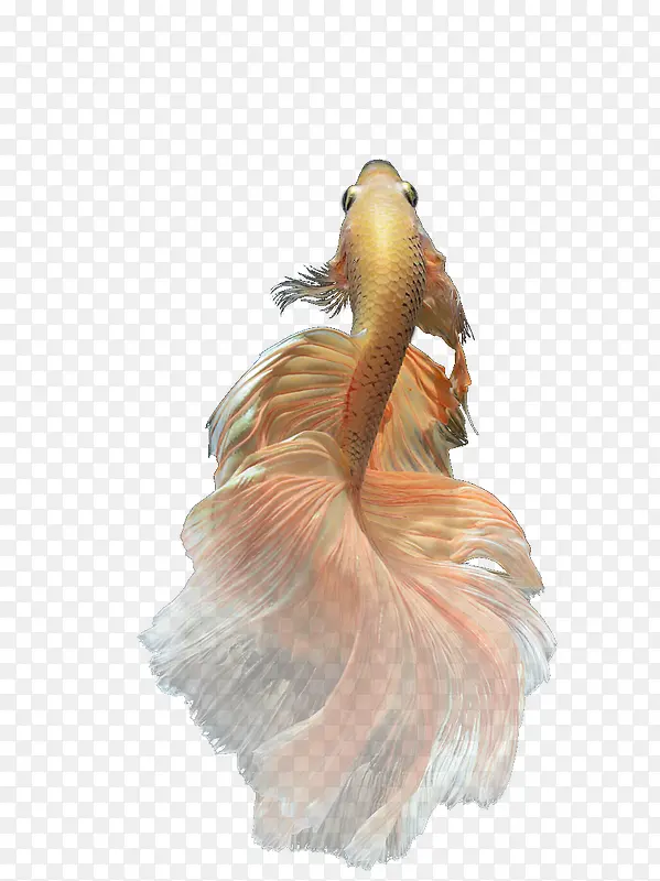 ��ɫ���㶯��-������