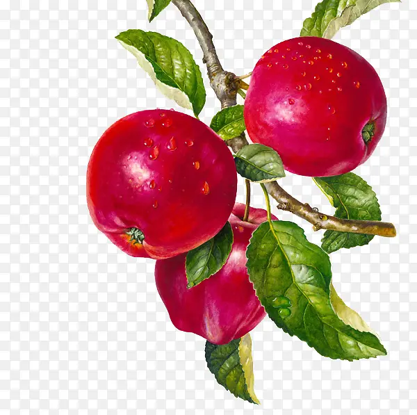 �ֻ�ƻ���廭-������