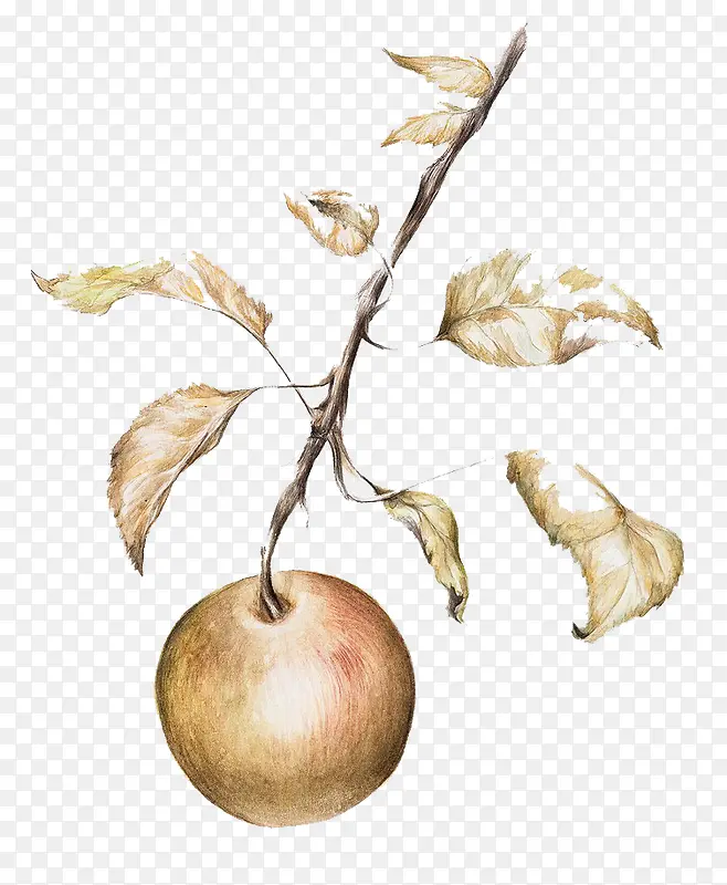 �ֻ�ˮ��Ҷ��-������