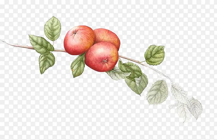 �ֻ�ƻ��-������