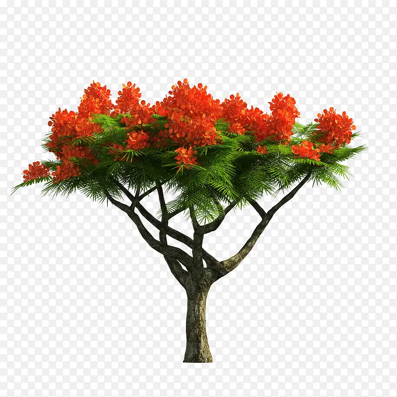 ��ľ-������