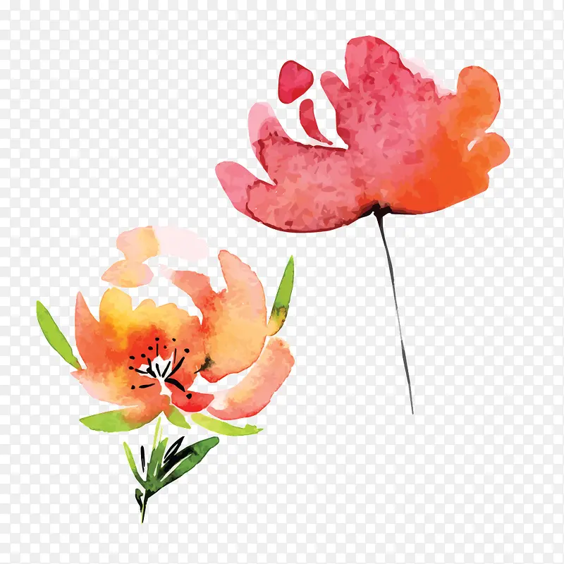 ˮ��ֲ��-������