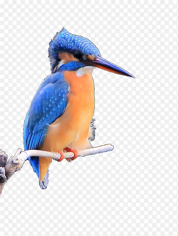 ��֦�ϵ�С��-������