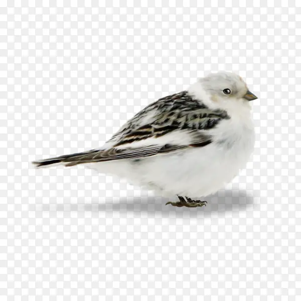 �ֻ���ȸ-������