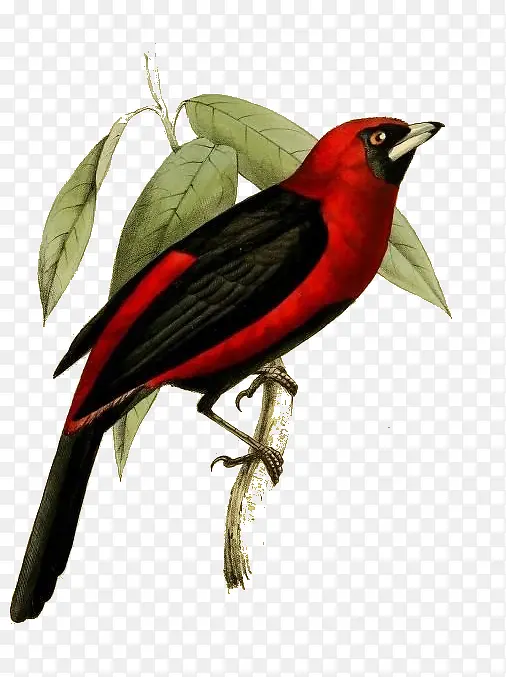 ��ͨ��ɫС��-������