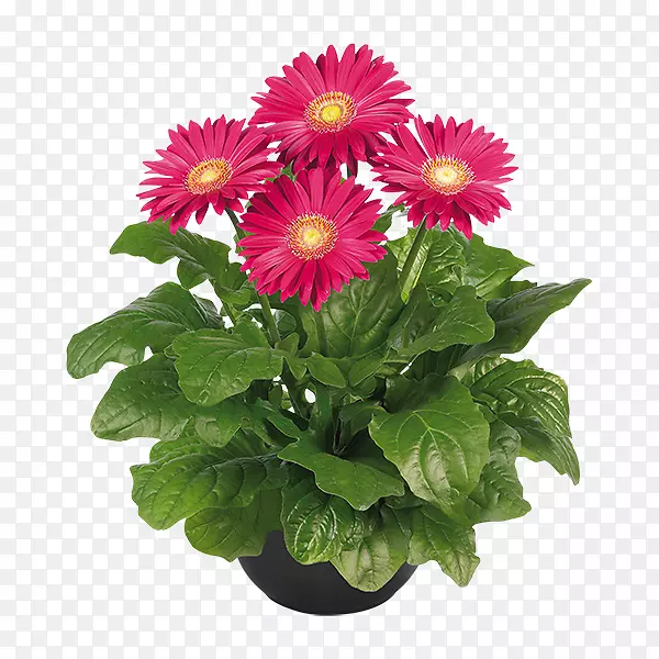 �л�ֲ��ջ�����-���޾�-������