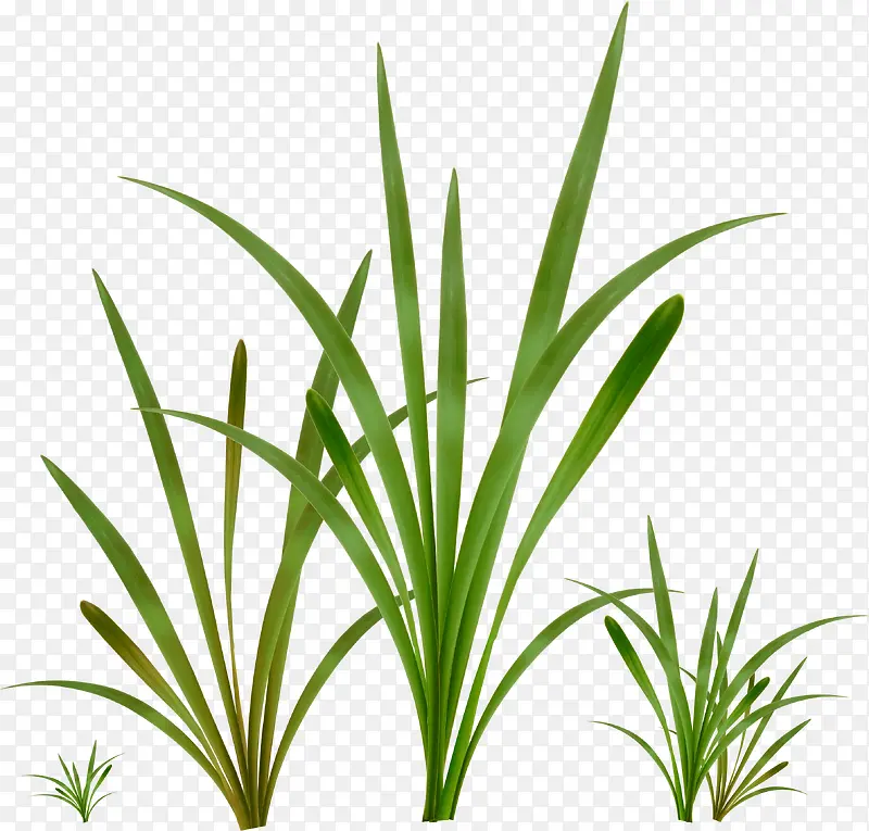 ��ɫ�ݴ�-������