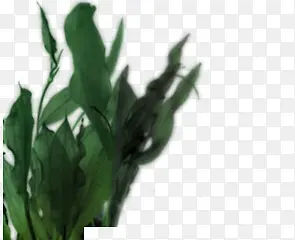 �̲ݲݴ�-������