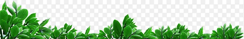 ������Ӱ��ɫ��ֲ��ݴ�-������