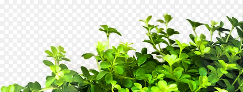 ������Ӱ��ɫ�Ĳݴ����-������