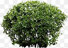 ���������Ӱ��ɫ�Ĳݴ�-������