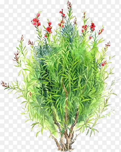 ���崴����ɫ�ݴ�-������