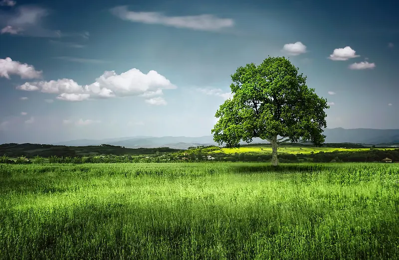 ���ڲݴ��ϵ�����-������