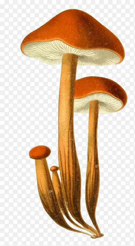 Ģ��-������