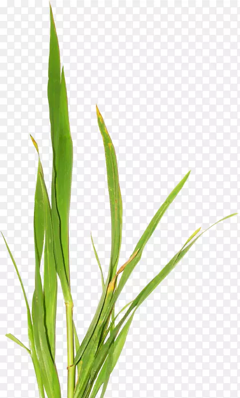 ѡ�����������-��-������