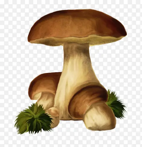 ˮ��Ģ��-������