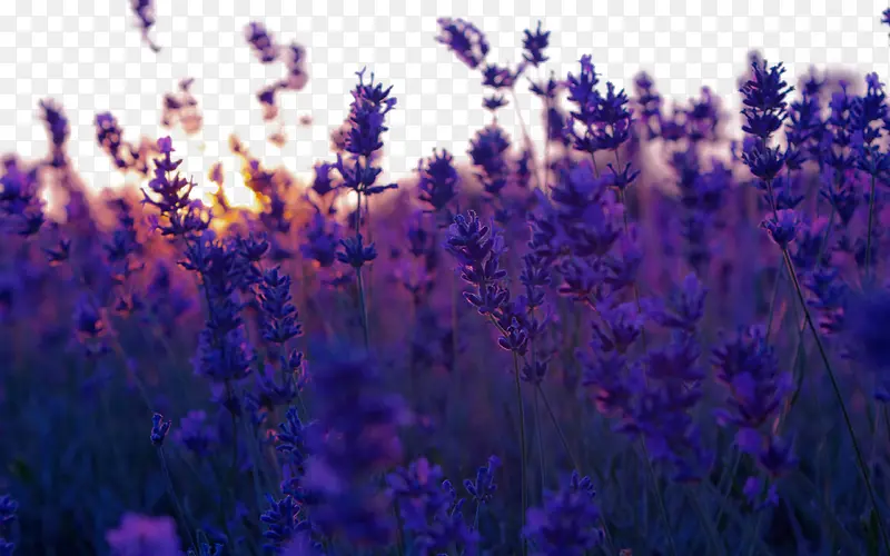 Ψ���⾳޹�²ݻ�������-������