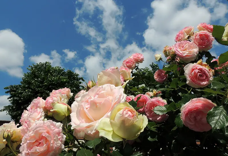 ��Ӱ��Ʒ���仨��-������