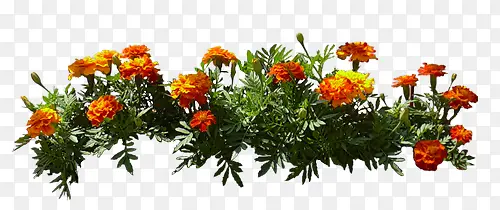 ��ɫ����ͼƬ-������