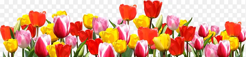 ��ɫ�����㻨������-������