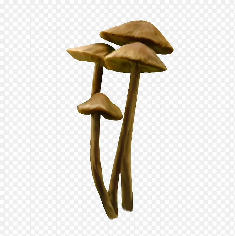 ��ͨĢ��-������