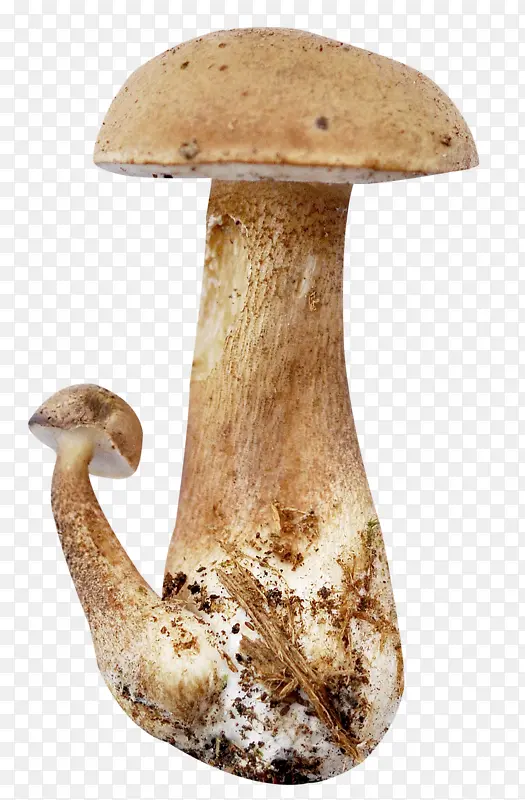 �㹽Ģ���ز�-������