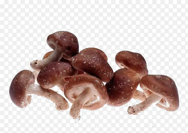 Ģ��-������