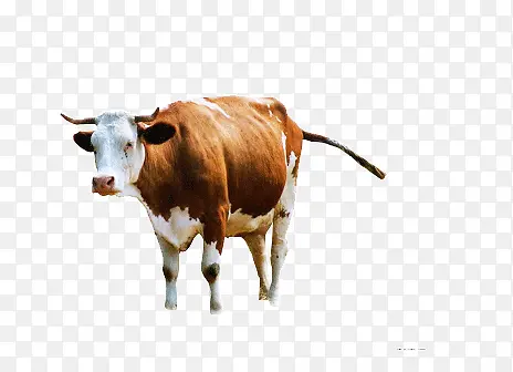 ʵ�ﶯ��ţ-������