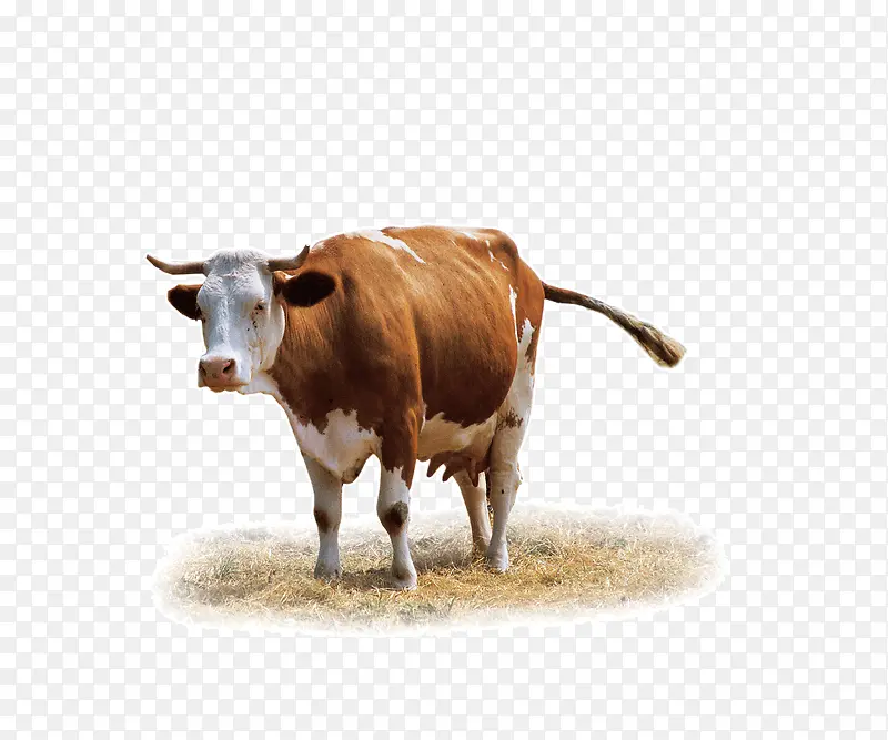 ������ţ-������