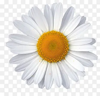 ����ɫ������-������