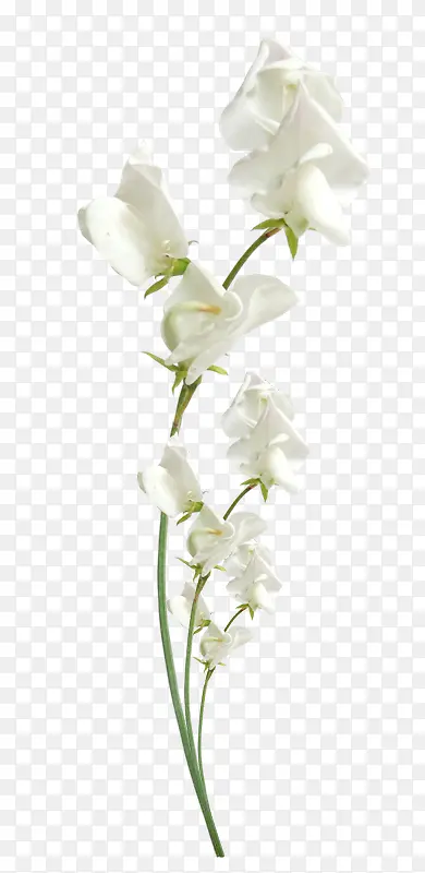 ��ɫ����ͼ��-������