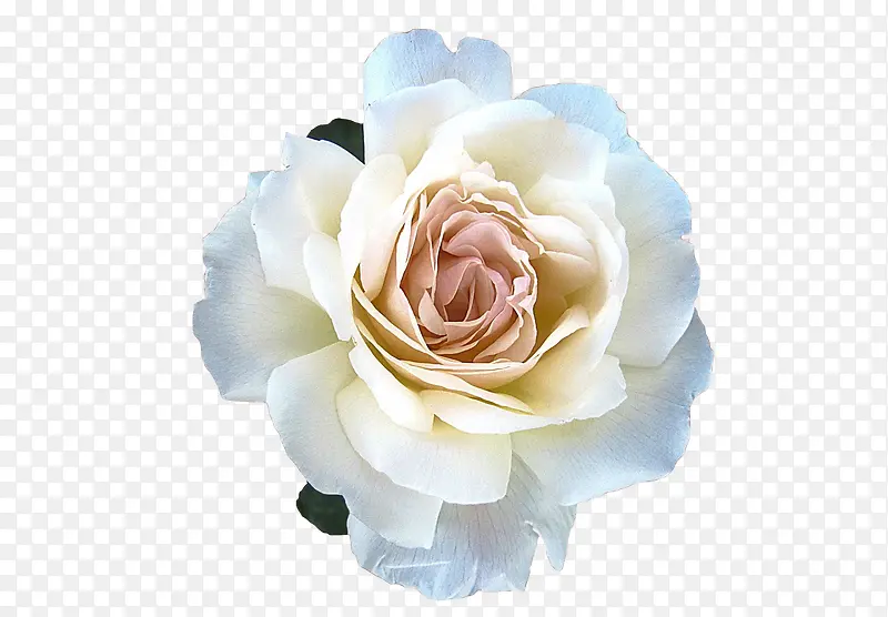 ֲ�ﻨ���ɫ-������