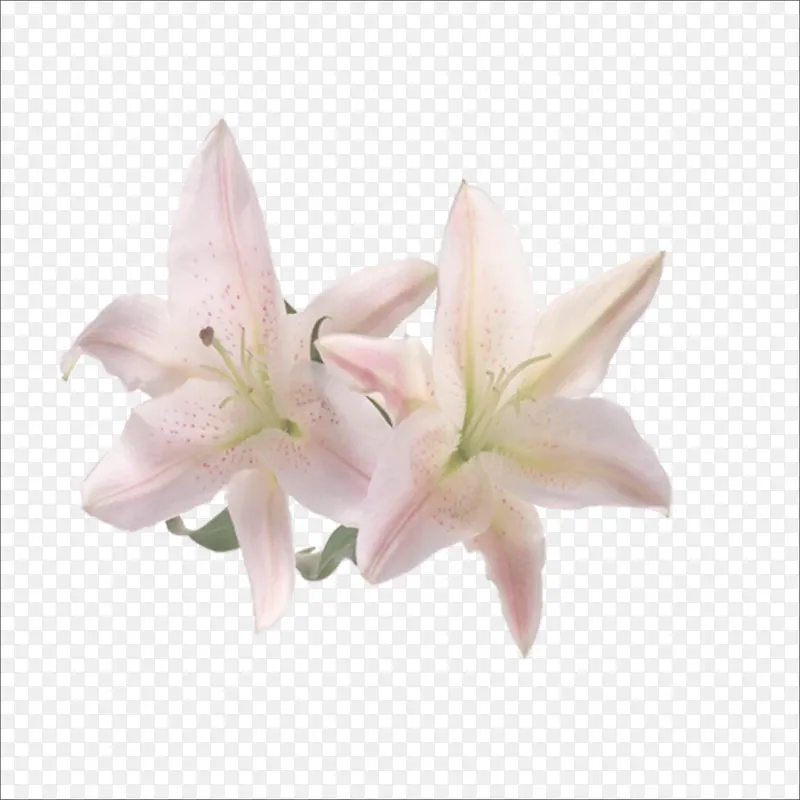 ��ɫ��-������