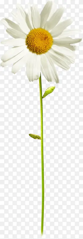 ��ɫС��-������