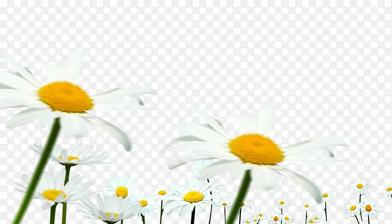 ��ɫС��-������