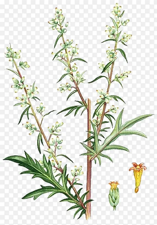 ��ɫ����-������