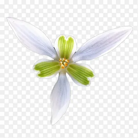 ��ɫ��С��-������