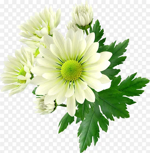 ��ɫ����-������