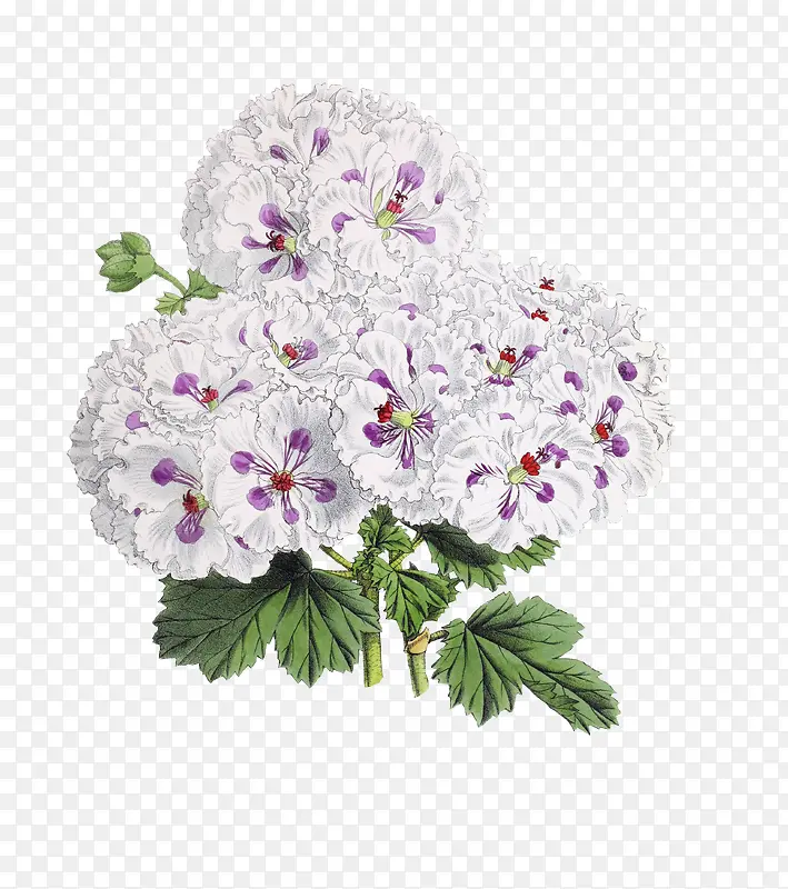 �ֻ��ɫС��������ز�-������