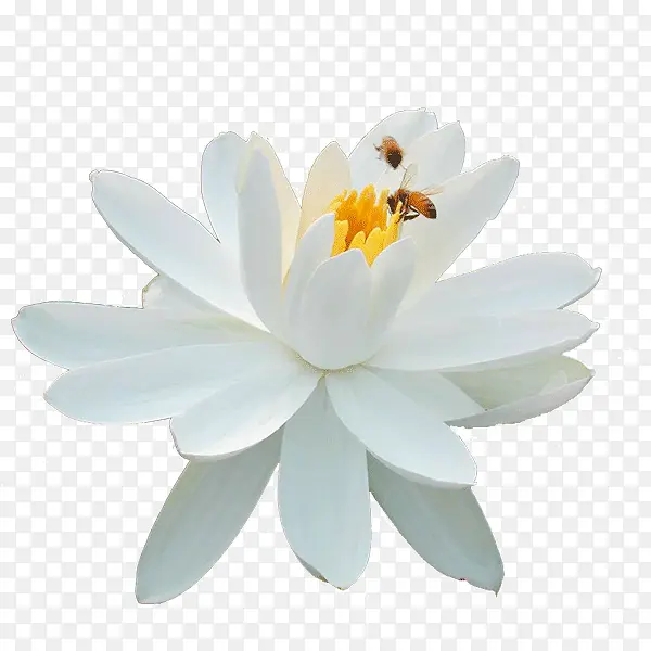 ��ɫ�Ļ�-������