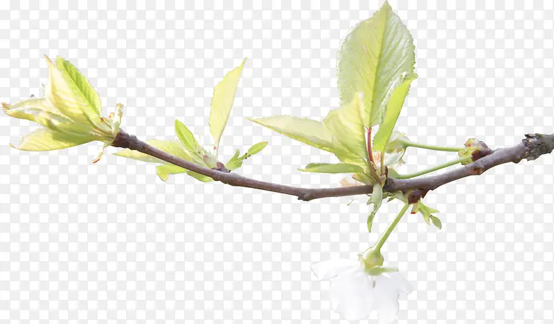 ��ɫΨ������ֲ��-������