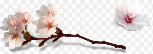 ��ɫΨ����������-������