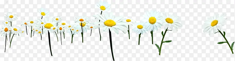 ��ɫΨ����������-������