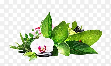 ��Ҷ��ɫ����-������