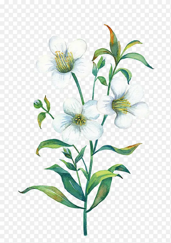 �ֻ��ɫ������Ҷ-������